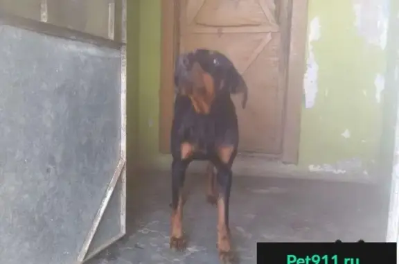Собака ищет дом в Астрахани