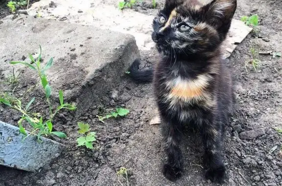 Найдена трехцветная кошка-котенок в Орле ищет дом