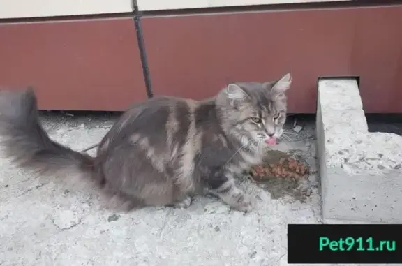 Потерянная домашняя кошка на Приморском