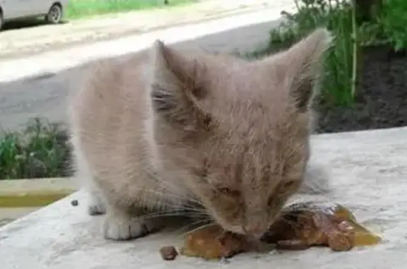 Найдена кошка в Новокузнецке, нужна передержка или дом