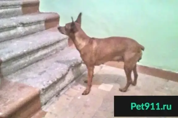Найдена собака на Советской, ухоженная и контактная