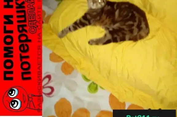 Пропала породистая кошка с дефектом на лапке в Марьино