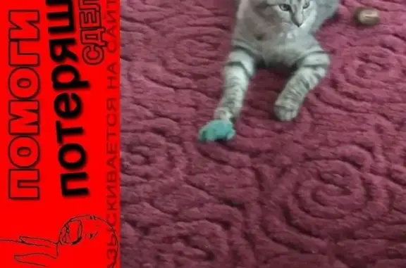 Кошки потеряшки, Ивановка, фото: Потеряшка кошка в деревне Ивановка за Хомяково