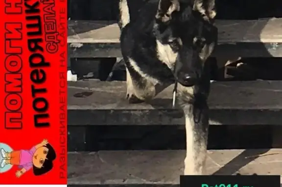 Пропала собака в деревне Слизнево, Красноярский край. Помогите найти!
