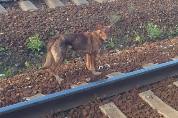 Найдена собака на станции Путевка, Екатеринбург.