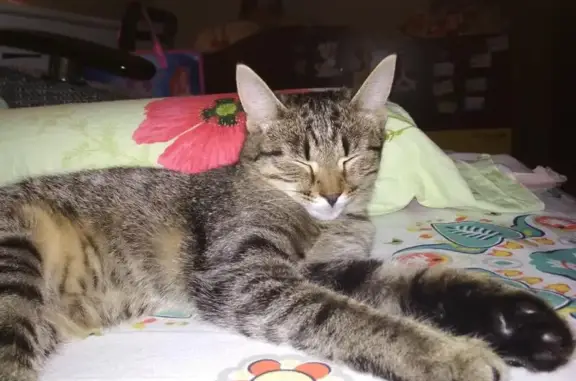 Кошки потеряшки, Макеиха, фото: Потеряшка кошка в Московской области, деревня Макеиха