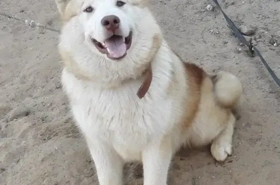 Пропала собака в Дроздово, Калужская область