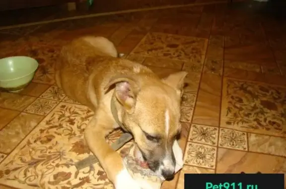 Собаки потеряшки, Иваново, фото: Потеряшка собака, найден щенок в Иваново