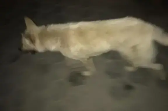 Найден добрый пушистый пес без ошейника в районе Щорса, Белгород, Россия
