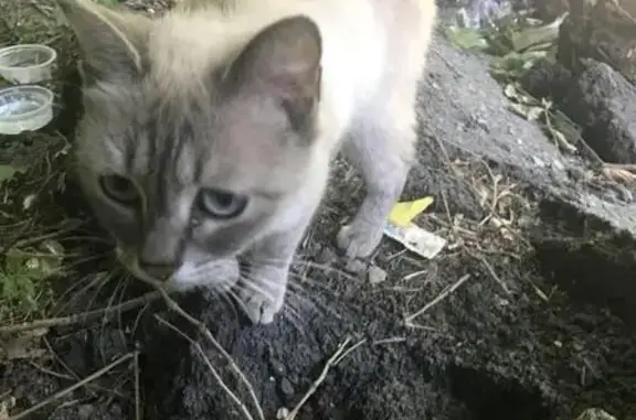 Найдена кошка на ул. Зорге, Ростов-на-Дону