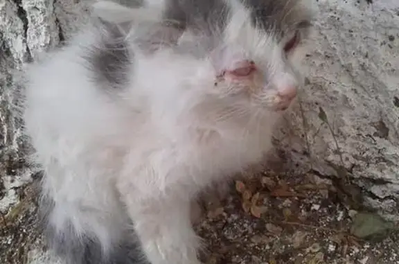 Спасите слепого котенка в Казани!