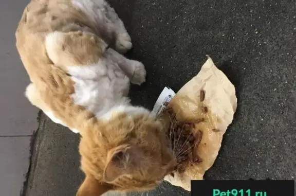 Пропала кошка в Строгино, найден кастрированный котик возле ЕвроСпара.