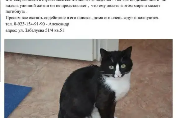 Пропала кошка Мурзик в Новосибирске