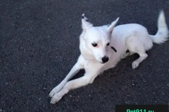 Найдена собака в Марабуште, Донецк
