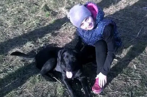 Пропала собака в Миассе: чёрный лабрадор в оранжевой резинке.