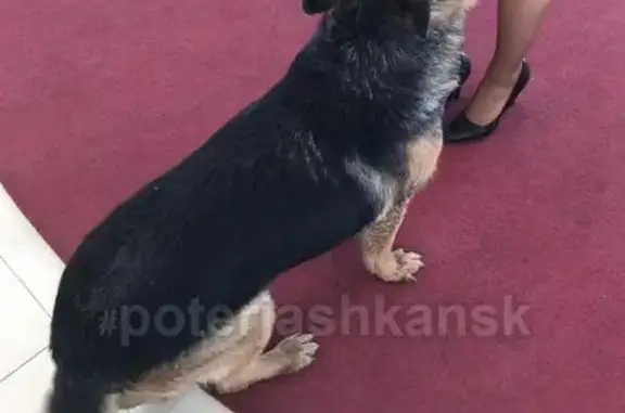 Найдена собака на улице Станционная, район Экспоцентра.