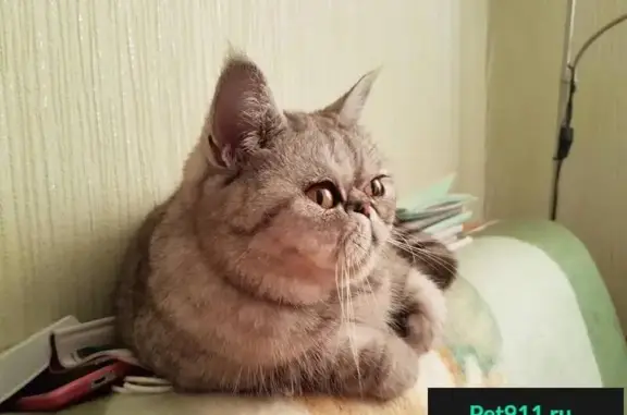 Кошки потеряшки, Печерское, фото: Потеряшка кошка в СНТ Маяк №6, Сызранский район, Самарская область