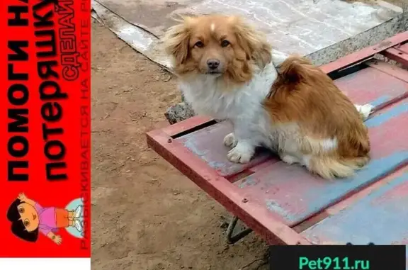 Пропала собака в Астрахани, вознаграждение.