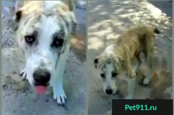 Найдена собака, Астрахань, фото: Срочно отдам собаку в Астрахани!