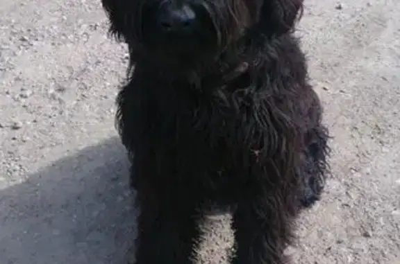 Пропала собака в П.Коксай, Алматы