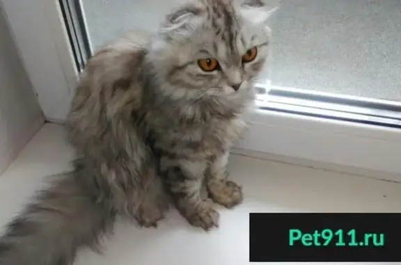 Найдена серая вислоухая кошка в Екатеринбурге