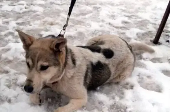 Пропал пёс Снежок в Уфе, помогите найти!