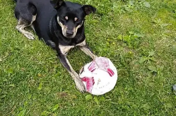 Найдена собака в Новочебоксарске ищет дом