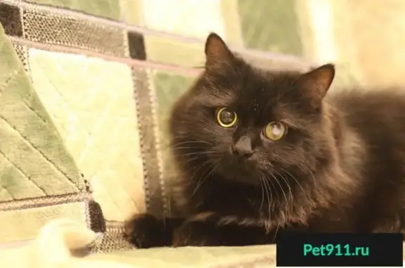 Найдена кошка Изюмка в Москве ищет дом