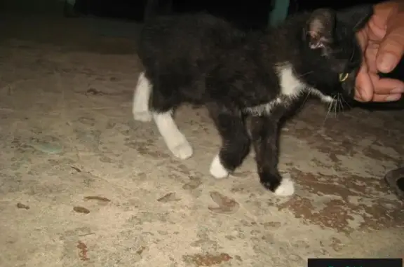 Найден котенок на Хабаровской, 171 - ищем хозяина