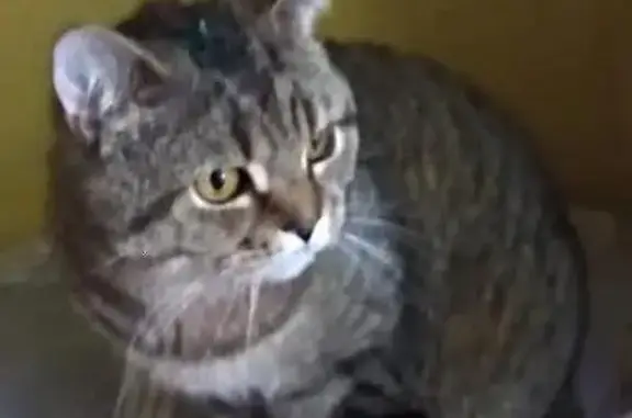 Найдена породистая кошка в МО Пушкино, ищет дом