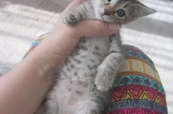 Найдена кошка Девчушка КАПИТОШКА ищет дом! (Екатеринбург)