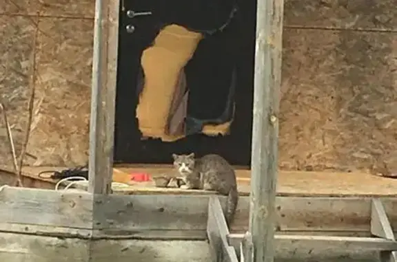Найдена кошка в Михнево, Ступинский район МО