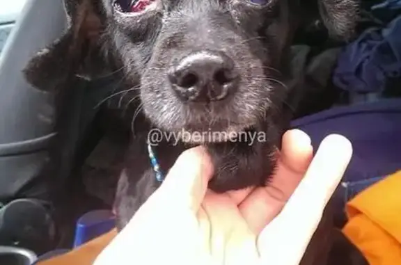 Найдена собака в Видном, нужен хозяин!
