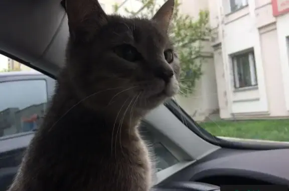 Найдена кошка на Уральская-Учителей в Екатеринбурге