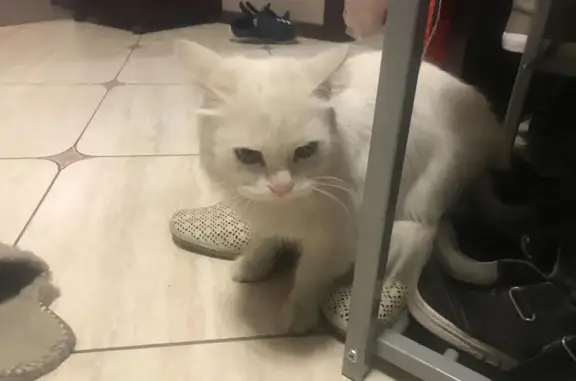 Найдена общительная белая кошка в Тюмени