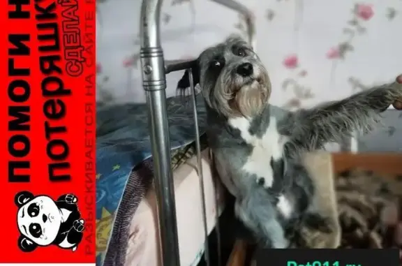 Собаки потеряшки, №5 Рыбак Кс, фото: Потеряшка собака 