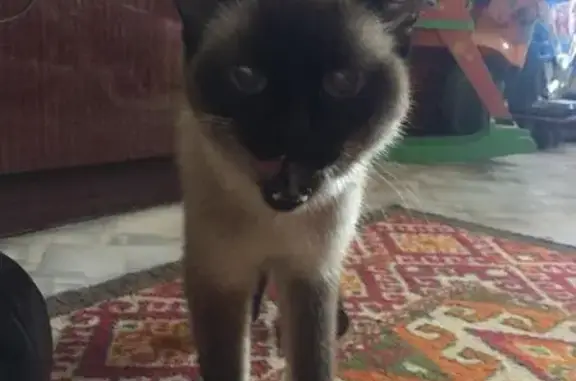 Срочно! Найдена сиамская кошка в Новосибирске