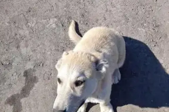 Найдена собака в с. Ильинка, Кемеровская область