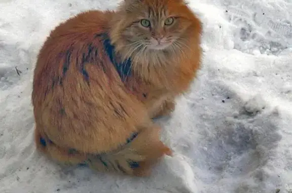 Пропал кот Рыжик на улице Свободы, 49 в Кунгуре