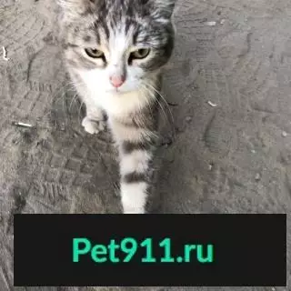 Найдена кошка в районе мерзлотка, Якутск