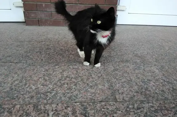 Найдена кошка около фитнес клуба в Королёве