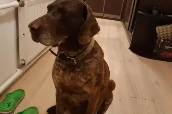 Собака найдена в Первомайском поселении Новой Москвы