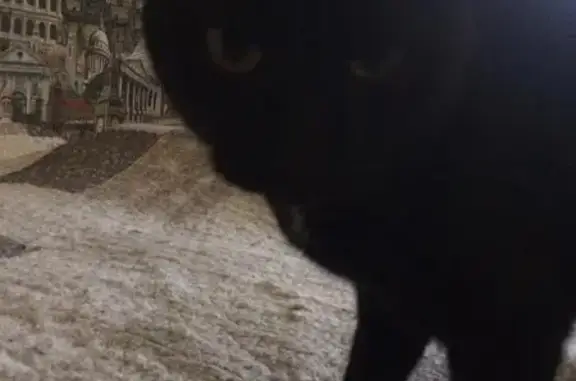 Найден кот на Салютной 2 в Челябинске