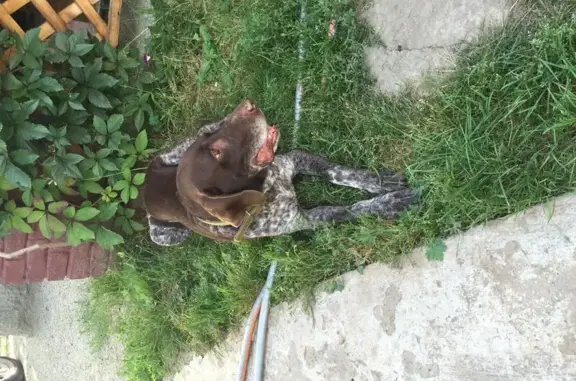 Пропала собака в деревне Верховье, Москва