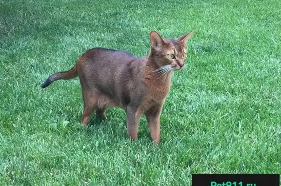 Кошки потеряшки, Евпатория, фото: Потеряшка кошка в Евпатории: помогите найти!