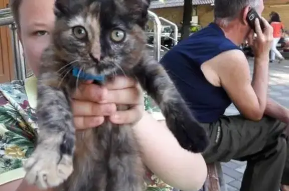 Найдена кошка в центре Пятигорска, возраст 2 месяца