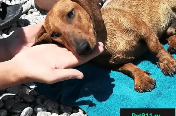 Собака найдена на пляже Приморский, Крым