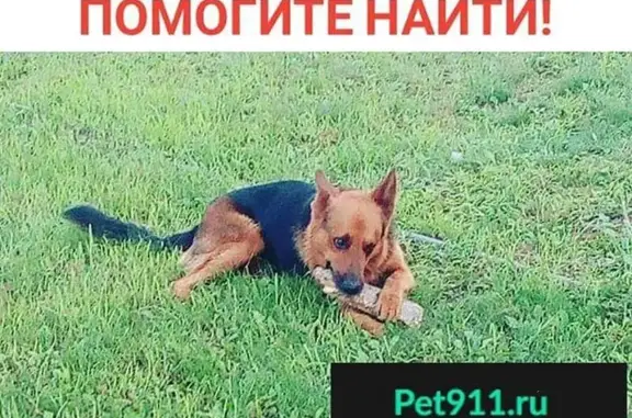 Пропала собака в Уссурийске, помогите найти!