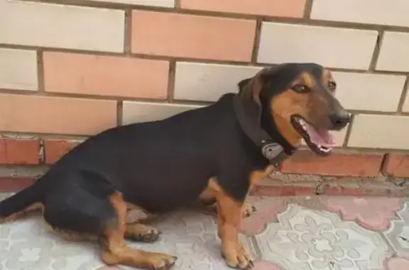 Найдена собака в Заводском районе, ищу хозяев