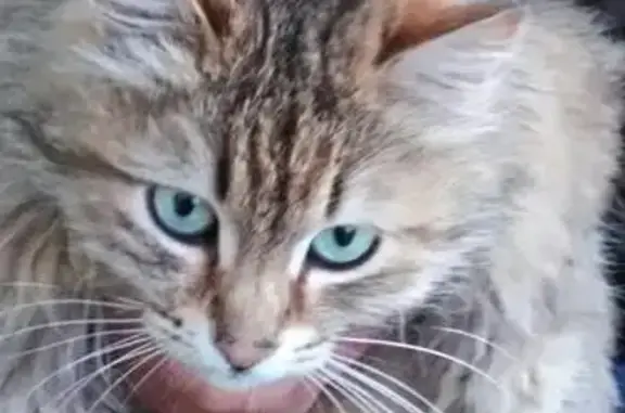 Найдена камышовая кошка в В. Пышме